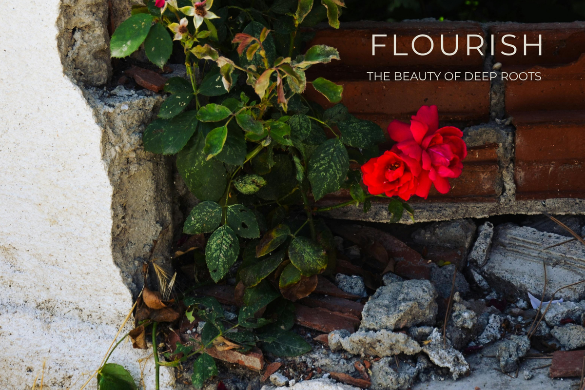 The Beauty of Deep Roots | July Blog
