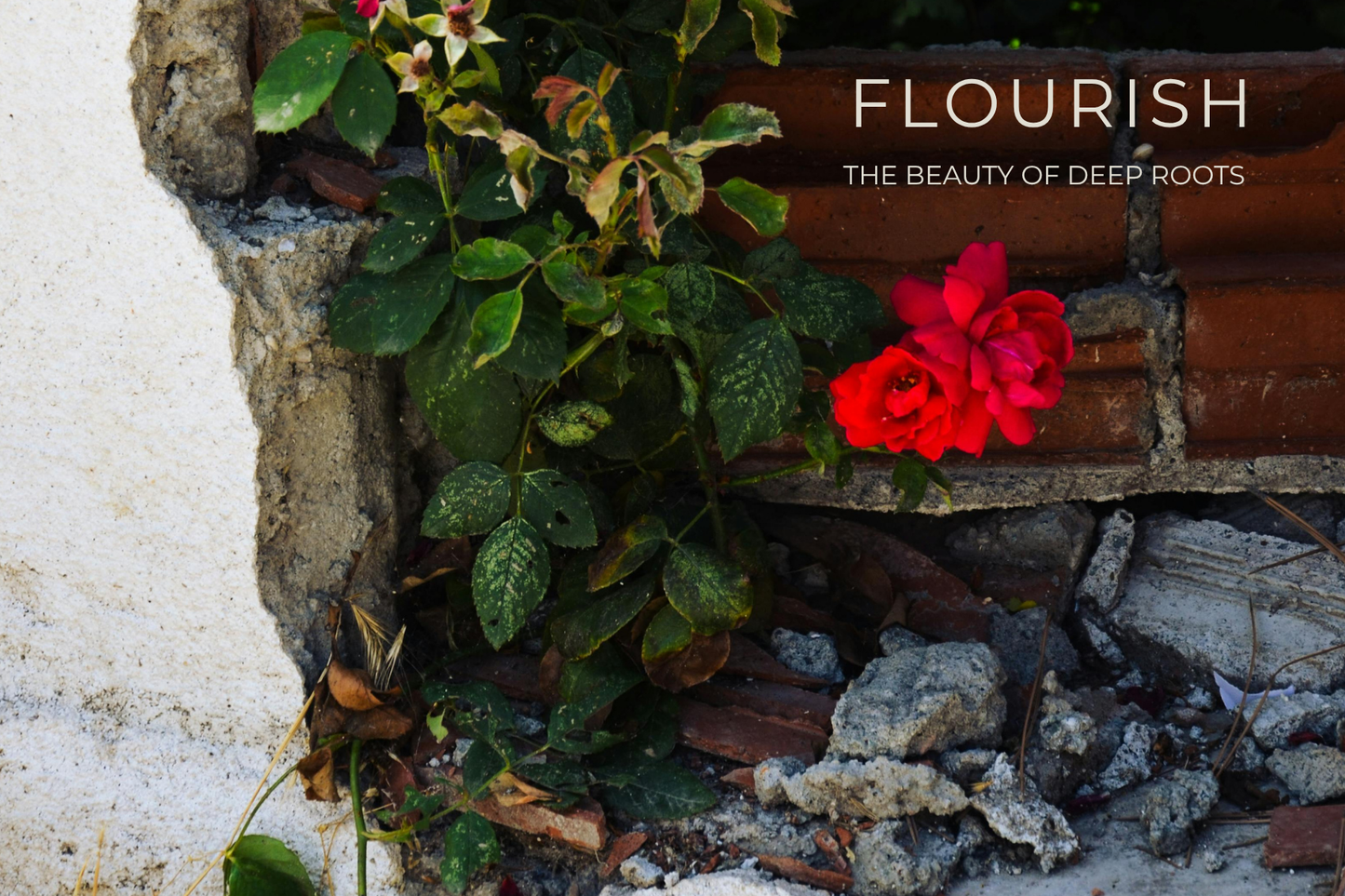The Beauty of Deep Roots | July Blog